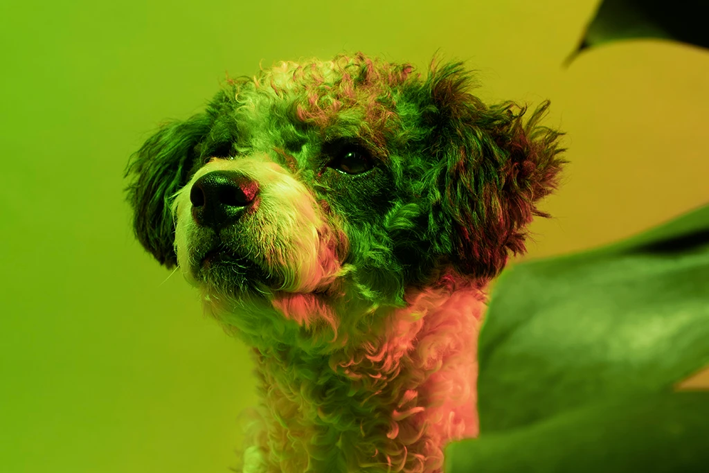 CBD ulje za ljubimce – prirodna podrška zdravlju pasa i mačaka